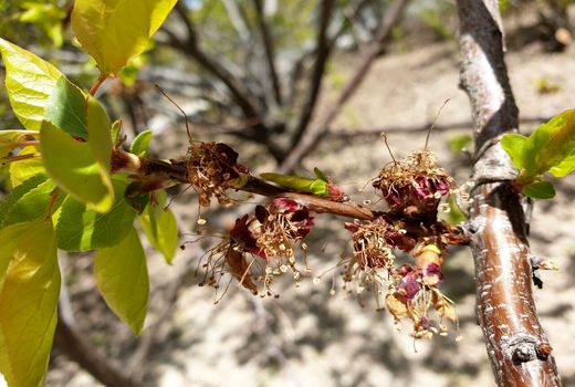 سرمازدگی بیش از ۴۸۵ میلیارد ریال خسارت به باغات شهرستان بن وارد کرد