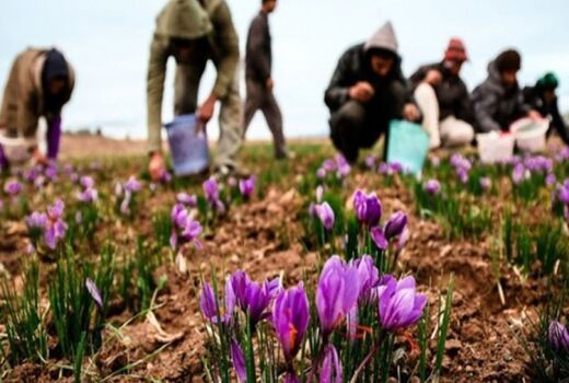 پیش بینی می شود در سال جاری 1000کیلوگرم زعفران از مزارع کوهبنان برداشت شود.