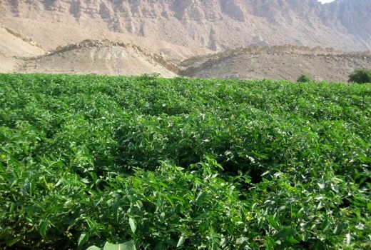 نظارت ویژه بر طرح کشت زراعت و باغ آبی در شهرستان تنگستان