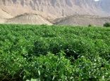 نظارت ویژه بر طرح کشت زراعت و باغ آبی در شهرستان تنگستان