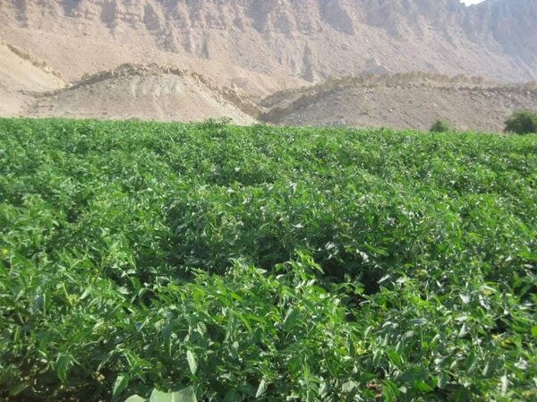 نظارت ویژه بر طرح کشت زراعت و باغ آبی در شهرستان تنگستان