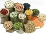 تولید بیش از  8 هزار تن انواع حبوبات از اراضی زراعی شهرستان اردبیل