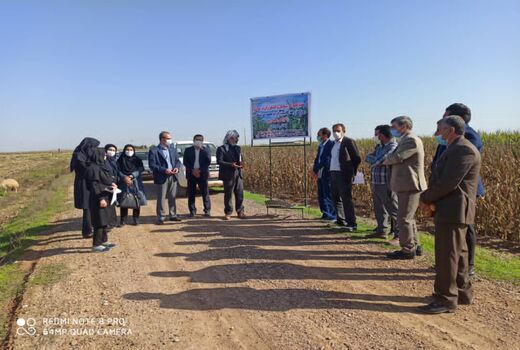 کاشت ذرت بصورت نشایی برای اولین بار در شهرستان دهلران 