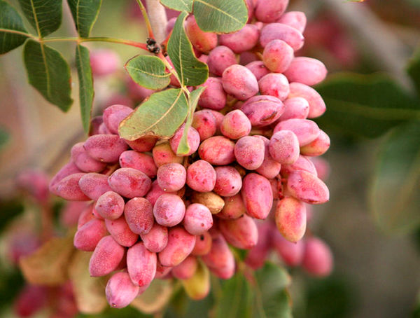 آغاز برداشت پسته از باغات شهرستان میاندوآب