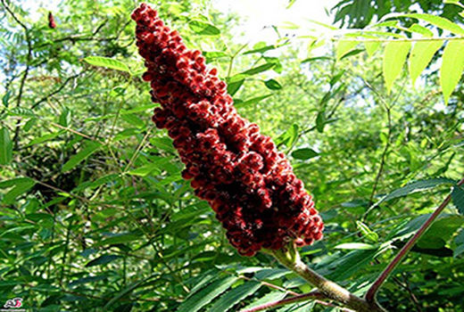 تولید ۱۵ تن سماق دیم خشک در عرصه های منابع طبیعی استان قزوین