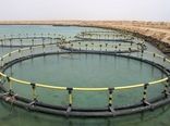 پیش‌بینی برداشت دو هزار تن ماهی پرورش در قفس استان بوشهر