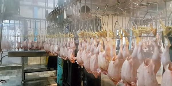 افزایش عرضه در تیر ماه قیمت‌ها را متعادل می‌کند