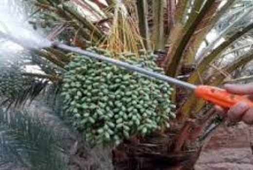 شناخت و کنترل عوامل خسارت‌زا گام اساسی در کاهش خسارت آفات و بیماری‌ها 