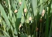 60درصد گندم مازاد استان مرکزی به تهران و البرز صادر شد