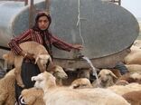 آغاز خرید تضمینی دام از عشایر استان کرمانشاه