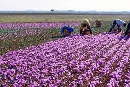 افزایش کشت گل محمدی در خراسان شمالی