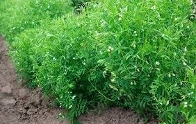 کاشت عدس دیم در کازرون 