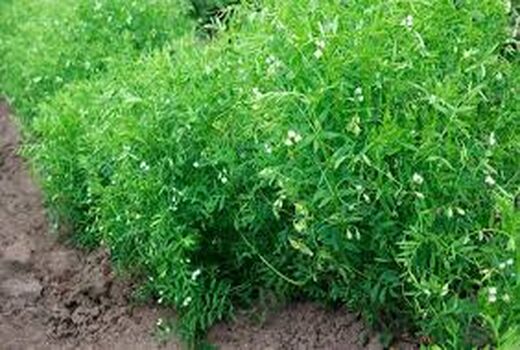 کاشت عدس دیم در کازرون 
