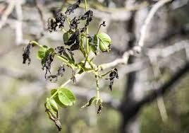 ۳۰۰ میلیارد ریال خسارت سرمازدگی به باغات شهرستان جاجرم  