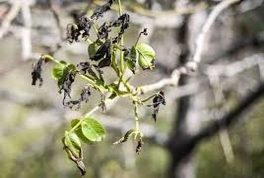 ۳۰۰ میلیارد ریال خسارت سرمازدگی به باغات شهرستان جاجرم  