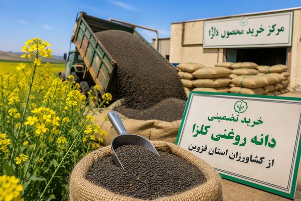 پیش‌بینی خرید بیش از یک هزار و 500 تن محصول کلزا از کشاورزان قزوین