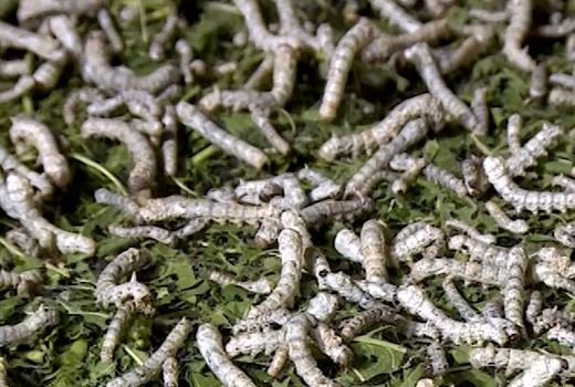 توزیع تخم نوغان در شیروان آغاز شد