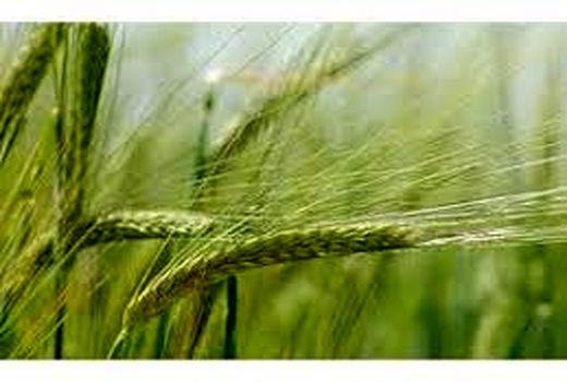 اجرای طرح انتخاب مشارکتی گندم یاPVSدر شهرستان ایلام