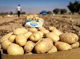 توصیه‌هایی برای بازارپسندی بیشتر محصول سیب زمینی