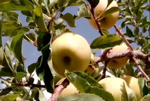 برداشت میوه ای خوش طعم و خوش عطر از جنوب استان
