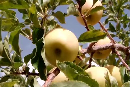 برداشت میوه ای خوش طعم و خوش عطر از جنوب استان