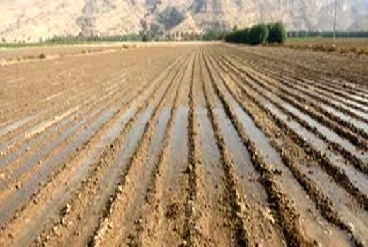 کشت به روش کف کار در خنج توسعه می یابد