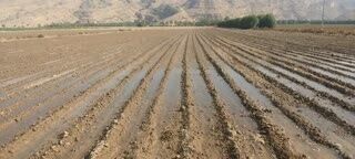 کشت به روش کف کار در خنج توسعه می یابد