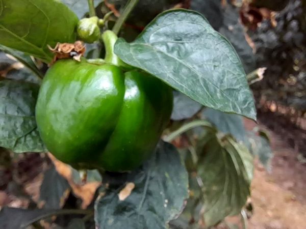 افزایش 20 برابری شرکت‌های مشاور و ناظر در چهارمحال و بختیاری