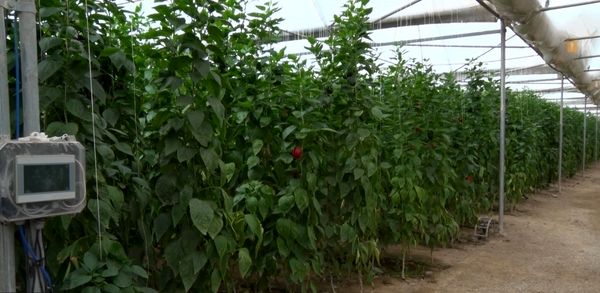 صادرات سالانه بیش از هزار تن محصولات گلخانه‌ای از کشور