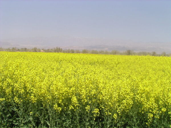 همایش توسعه کشت کلزا در میامی برگزار شد