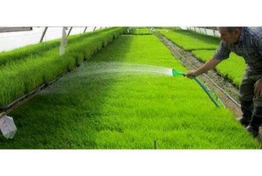 فعالیت 22 بانک نشا برنج در ساری