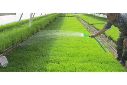فعالیت 22 بانک نشا برنج در ساری