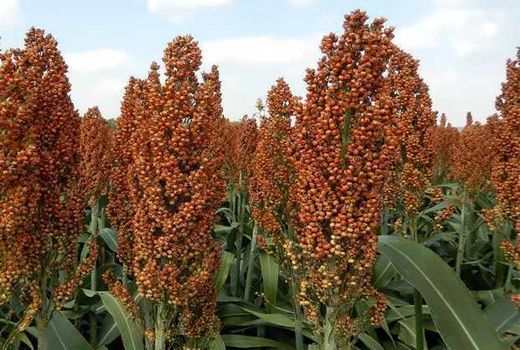 کشت سورگوم در استان البرز جایگزین ذرت علوفه ای می‌شود 