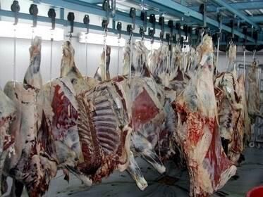 تولید سالانه 8300 تن گوشت قرمز در آمل/توزیع 9 هزار تنی نهاده دامی