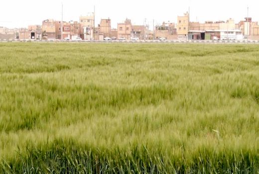 اصفهان نخستین تولید کننده جو خصیل در کشور