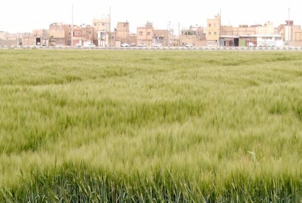 اصفهان نخستین تولید کننده جو خصیل در کشور