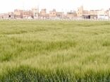 اصفهان نخستین تولید کننده جو خصیل در کشور