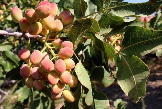 عزم جزم جهاد کشاورزی دامغان برای افزایش 100 درصدی تولید پسته تا چهار سال آینده؛ 