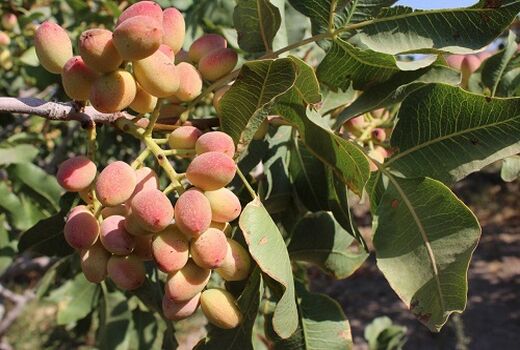22 هکتار باغ پسته در شهرستان بهار احداث شده است