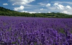 کشت اسطوخودوس در 41 هکتار از اراضی استان تهران