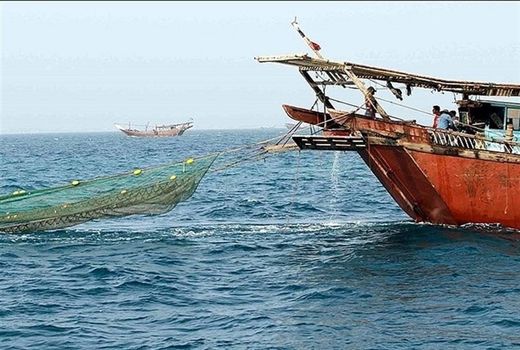 صید میگو در خلیج‌ فارس استان بوشهر ۲۶ درصد کاهش یافت