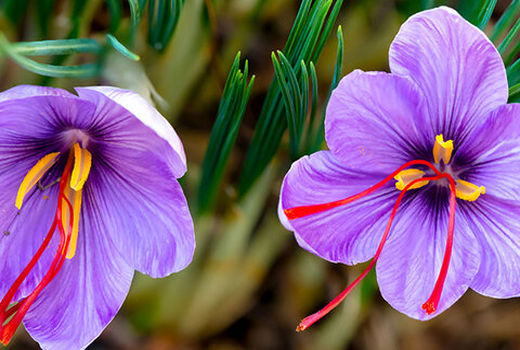 آغاز برداشت زعفران در خوانسار