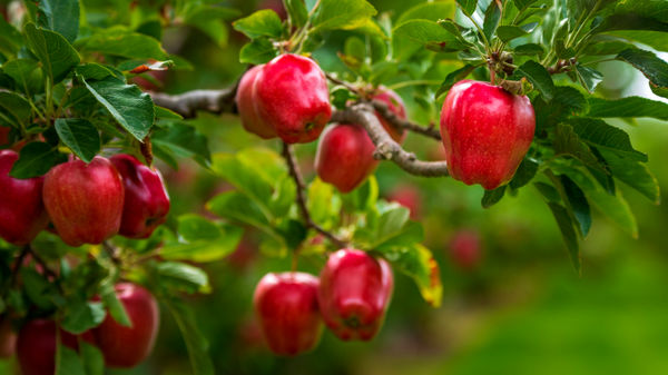 صادرات سالانه 750 هزار تن سیب