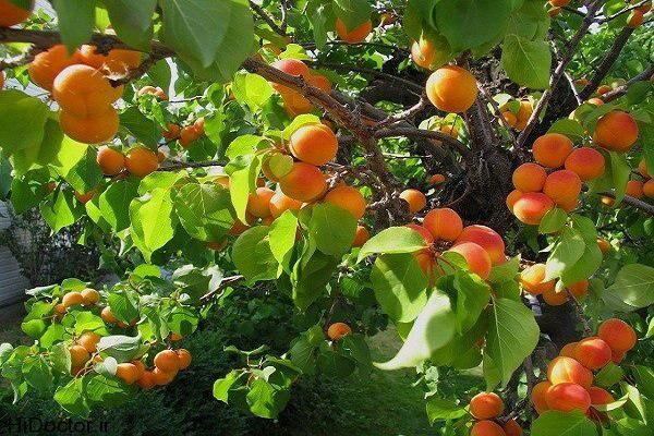 پیش بینی افزایش 62 درصدی برداشت زردآلو در آذربایجان غربی