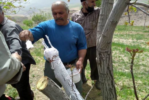 آغاز سرشاخه کاری راهی برای جوان سازی درختان در شهرستان اردل