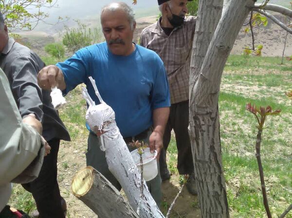 آغاز سرشاخه کاری راهی برای جوان سازی درختان در شهرستان اردل
