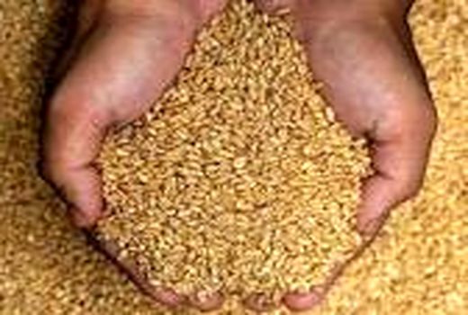 ۲۶۲ هزار تن گندم از کشاورزان ایلامی خریداری شد