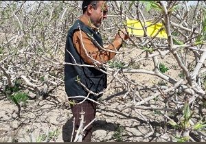 پایان مبارزه با آفت چوبخوار پسته در خاتم 