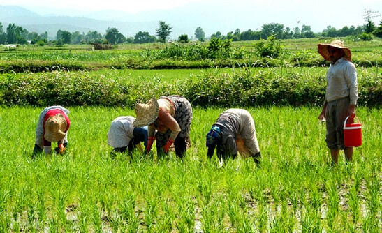 سود در جیب واسطه‌ها؛ زیان برای کشاورز 