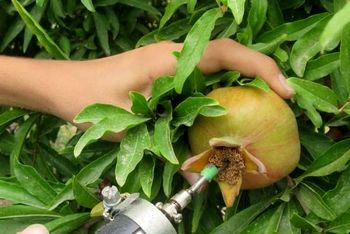 تاج‌تراشی مؤثرترین روش کنترل کرم گلوگاه انار است/ کاهش آلودگی تا ۹۹ درصد